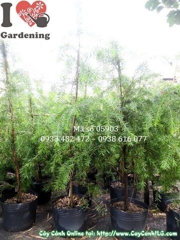 Cây Liễu Hoa Đỏ – Ý Nghĩa, Cách Chăm Sóc & Mua Bán Sỉ Lẻ Giá Tốt Tại TP.HCM
