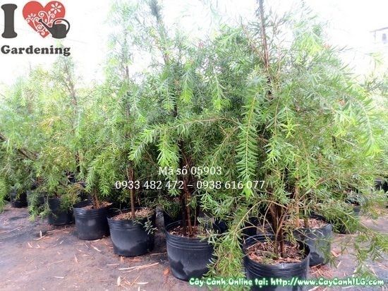Cây Liễu Hoa Đỏ – Ý Nghĩa, Cách Chăm Sóc & Mua Bán Sỉ Lẻ Giá Tốt Tại TP.HCM