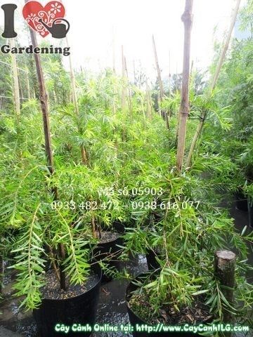 Cây Liễu Hoa Đỏ – Ý Nghĩa, Cách Chăm Sóc & Mua Bán Sỉ Lẻ Giá Tốt Tại TP.HCM