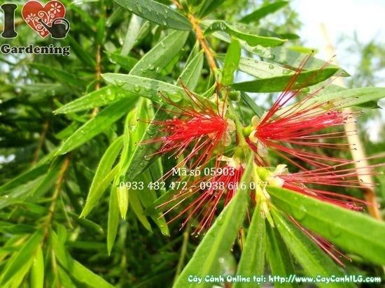 Cây Liễu Hoa Đỏ – Ý Nghĩa, Cách Chăm Sóc & Mua Bán Sỉ Lẻ Giá Tốt Tại TP.HCM