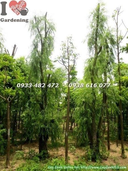 Cây Liễu Rũ – Ý Nghĩa, Cách Chăm Sóc & Mua Bán Sỉ Lẻ Giá Tốt Tại TP.HCM