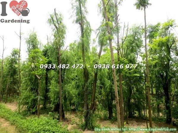 Cây Liễu Rũ – Ý Nghĩa, Cách Chăm Sóc & Mua Bán Sỉ Lẻ Giá Tốt Tại TP.HCM