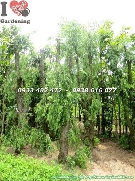 Cây Liễu Rũ – Ý Nghĩa, Cách Chăm Sóc & Mua Bán Sỉ Lẻ Giá Tốt Tại TP.HCM