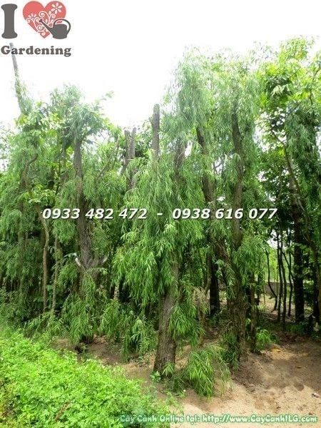 Cây Liễu Rũ – Ý Nghĩa, Cách Chăm Sóc & Mua Bán Sỉ Lẻ Giá Tốt Tại TP.HCM
