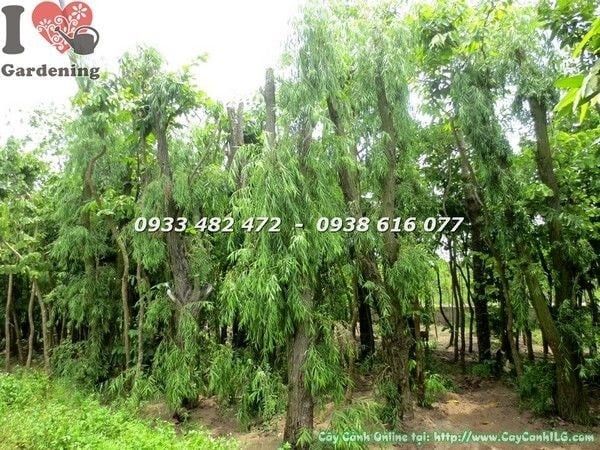 Cây Liễu Rũ – Ý Nghĩa, Cách Chăm Sóc & Mua Bán Sỉ Lẻ Giá Tốt Tại TP.HCM