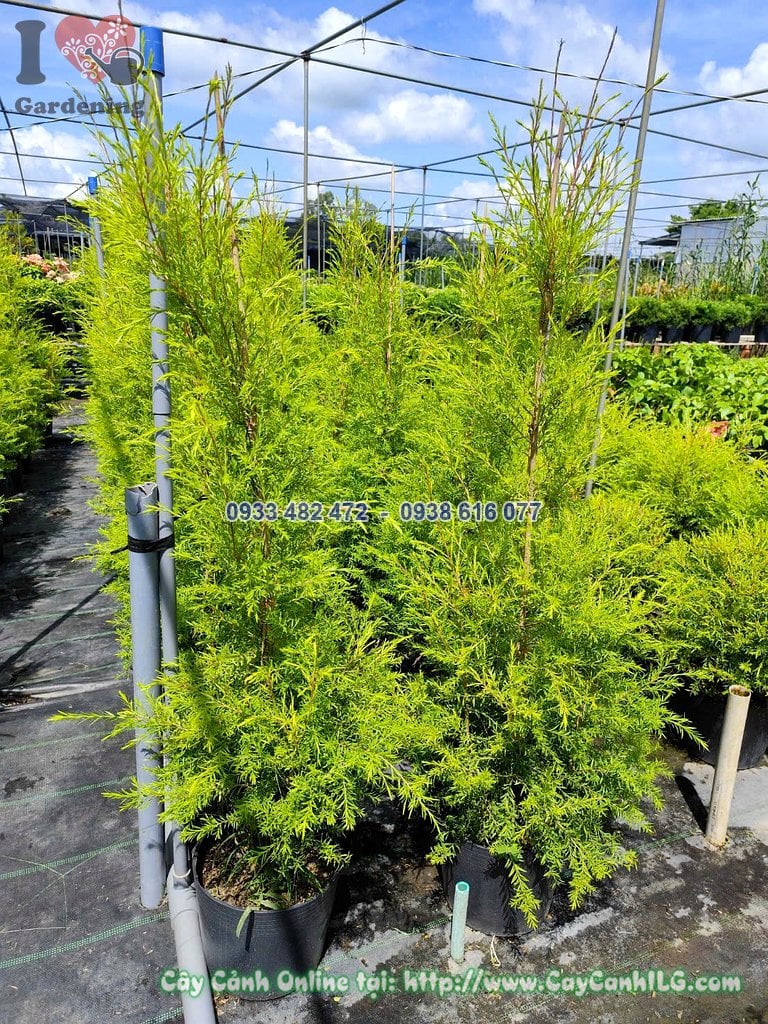 Cây Liễu Tùng Hoàng Kim Hình Thông Cao 1m tán vàng đẹp