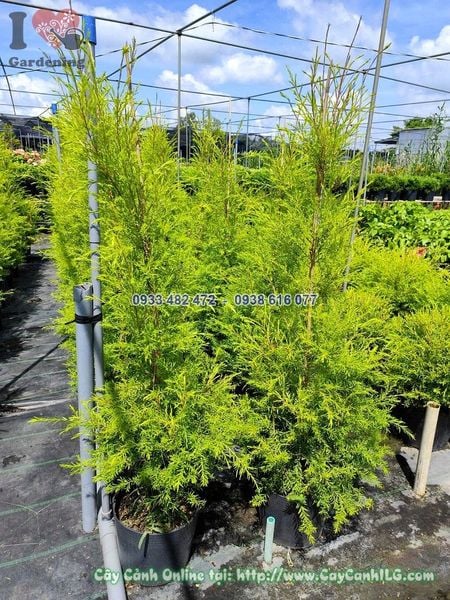 Cây Liễu Tùng Hoàng Kim Hình Thông Cao 1m