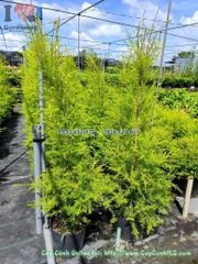 Cây Liễu Tùng Hoàng Kim Hình Thông Cao 1m