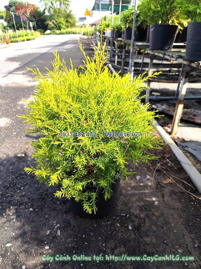 Cây Liễu Tùng Hoàng Kim tán tròn cao 50cm với sắc lá vàng kim nổi bật