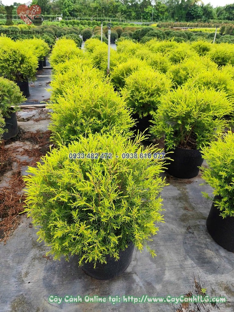 Cây liễu tùng hoàng kim 50cm trồng chậu trang trí sân vườn