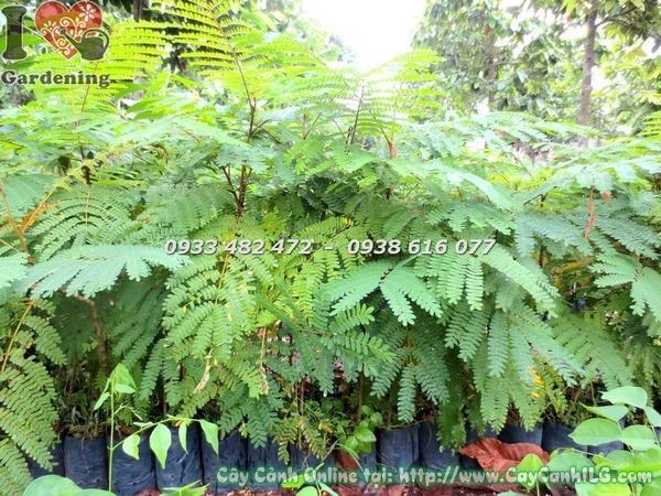Cây Lim Sét – Ý Nghĩa, Cách Chăm Sóc & Mua Bán Sỉ Lẻ Giá Tốt Tại TP.HCM