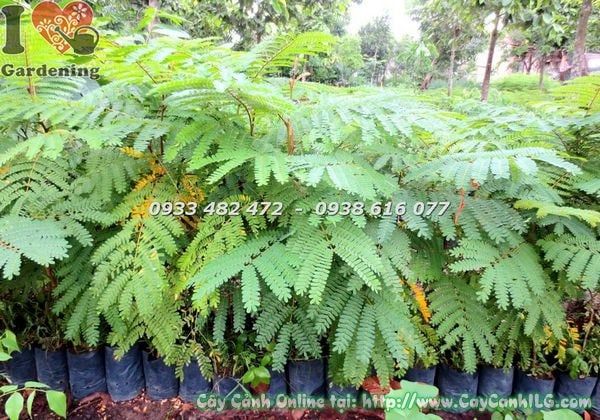 Cây Lim Sét – Ý Nghĩa, Cách Chăm Sóc & Mua Bán Sỉ Lẻ Giá Tốt Tại TP.HCM