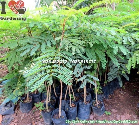 Cây Lim Sét – Ý Nghĩa, Cách Chăm Sóc & Mua Bán Sỉ Lẻ Giá Tốt Tại TP.HCM