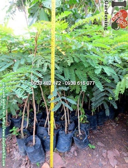 Cây Lim Sét – Ý Nghĩa, Cách Chăm Sóc & Mua Bán Sỉ Lẻ Giá Tốt Tại TP.HCM