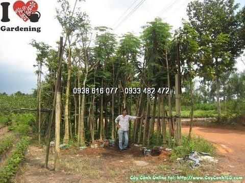 Cây Lim Xẹt – Địa Chỉ Mua Bán Sỉ & Lẻ Uy Tín, Giá Tốt ở TP.HCM