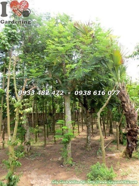 Cây Muồng Kim Phượng – Ý Nghĩa, Cách Chăm Sóc & Mua Bán Sỉ Lẻ Giá Tốt Tại TP.HCM