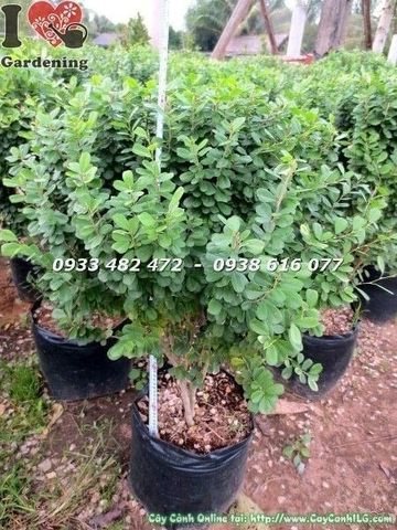 Cây Linh Sam Lá – Ý Nghĩa, Cách Chăm Sóc & Mua Bán Sỉ Lẻ Giá Tốt Tại TP.HCM