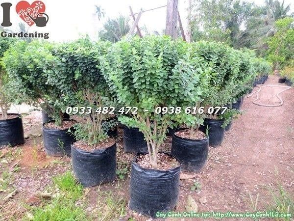 Cây Linh Sam Lá – Ý Nghĩa, Cách Chăm Sóc & Mua Bán Sỉ Lẻ Giá Tốt Tại TP.HCM