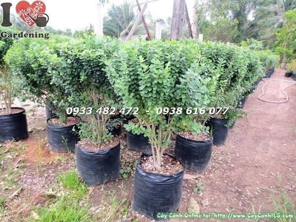Cây Linh Sam Lá – Ý Nghĩa, Cách Chăm Sóc & Mua Bán Sỉ Lẻ Giá Tốt Tại TP.HCM