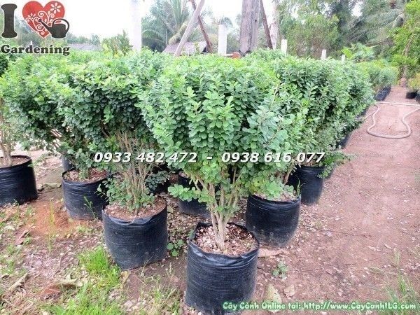 Cây Linh Sam Lá – Ý Nghĩa, Cách Chăm Sóc & Mua Bán Sỉ Lẻ Giá Tốt Tại TP.HCM