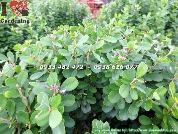 Cây Linh Sam Lá – Ý Nghĩa, Cách Chăm Sóc & Mua Bán Sỉ Lẻ Giá Tốt Tại TP.HCM