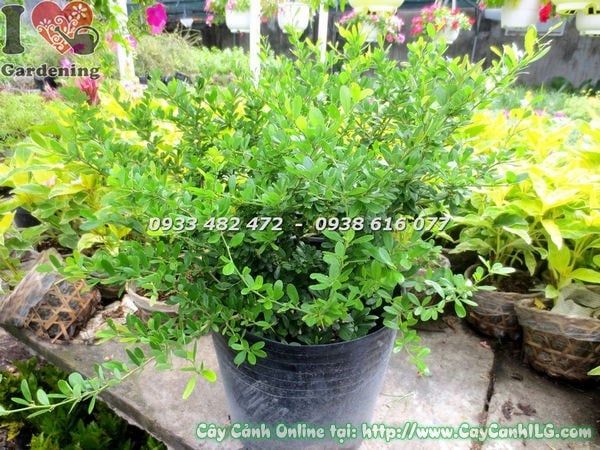 Cây Linh Sam Lá – Ý Nghĩa, Cách Chăm Sóc & Mua Bán Sỉ Lẻ Giá Tốt Tại TP.HCM