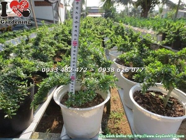 Cây Linh Sam Lá Rí – Ý Nghĩa, Cách Chăm Sóc & Mua Bán Sỉ Lẻ Giá Tốt Tại TP.HCM