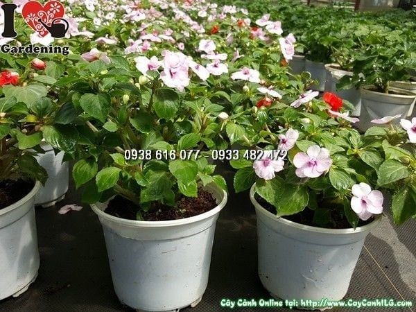 Cây Hoa Loan Thảo Kép – Ý Nghĩa, Cách Chăm Sóc & Mua Bán Sỉ Lẻ Giá Tốt Tại TP.HCM