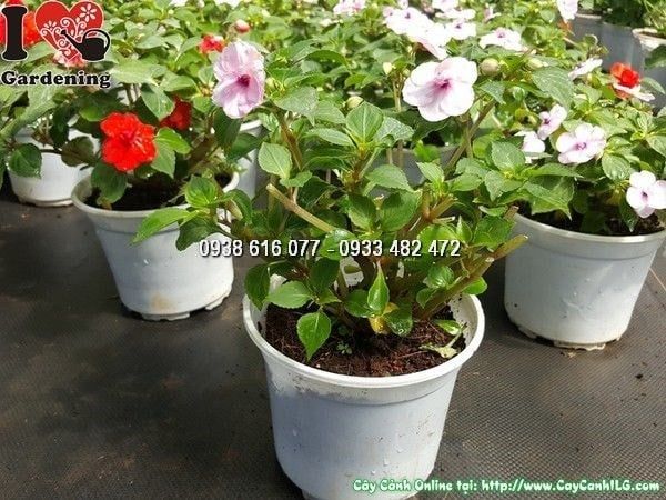 Cây Hoa Loan Thảo Kép – Ý Nghĩa, Cách Chăm Sóc & Mua Bán Sỉ Lẻ Giá Tốt Tại TP.HCM
