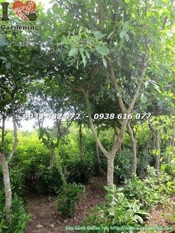 Mua Bán Cây Lộc Vừng Sỉ, Lẻ Giá Tốt TP. Hồ Chí Minh