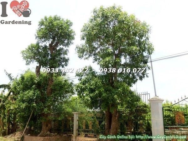 Cây Chiếc – Ý Nghĩa, Cách Chăm Sóc & Mua Bán Sỉ Lẻ Giá Tốt Tại TP.HCM
