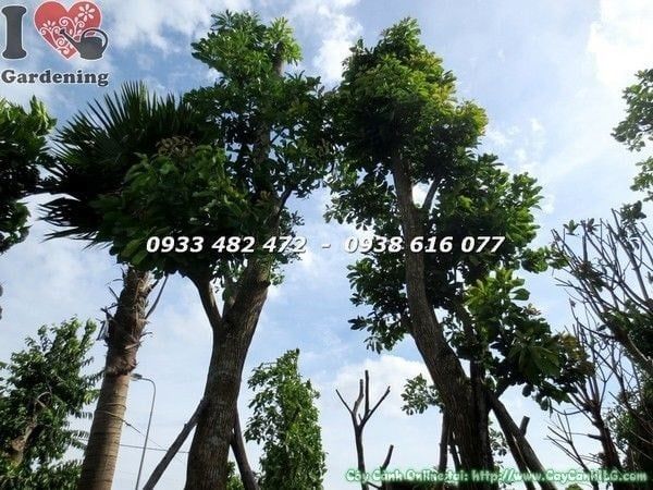 Cây Chiếc – Ý Nghĩa, Cách Chăm Sóc & Mua Bán Sỉ Lẻ Giá Tốt Tại TP.HCM