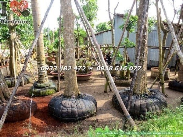 Cây Chiếc – Ý Nghĩa, Cách Chăm Sóc & Mua Bán Sỉ Lẻ Giá Tốt Tại TP.HCM