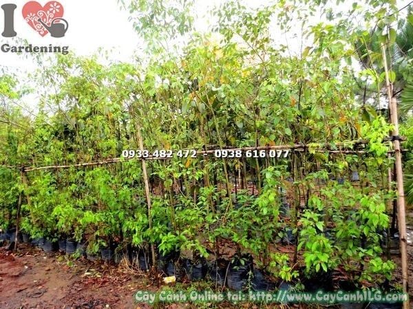 Cây Long Não – Ý Nghĩa, Cách Chăm Sóc & Mua Bán Sỉ Lẻ Giá Tốt Tại TP.HCM