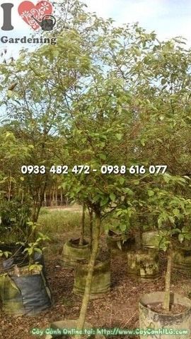 Cây Long Não – Ý Nghĩa, Cách Chăm Sóc & Mua Bán Sỉ Lẻ Giá Tốt Tại TP.HCM