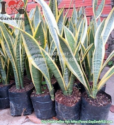 Cây Lưỡi Hổ – Ý Nghĩa, Cách Chăm Sóc & Mua Bán Sỉ Lẻ Giá Tốt Tại TP.HCM