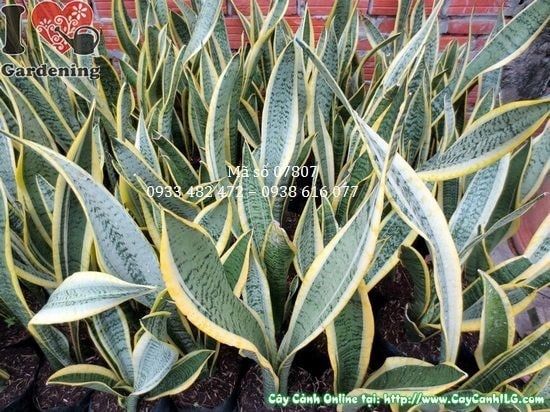 Cây Lưỡi Hổ – Ý Nghĩa, Cách Chăm Sóc & Mua Bán Sỉ Lẻ Giá Tốt Tại TP.HCM