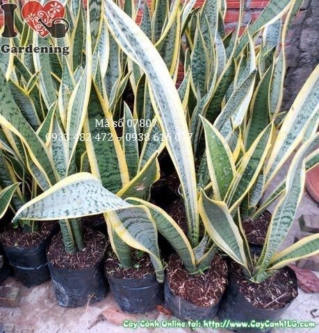 Cây Lưỡi Hổ – Ý Nghĩa, Cách Chăm Sóc & Mua Bán Sỉ Lẻ Giá Tốt Tại TP.HCM