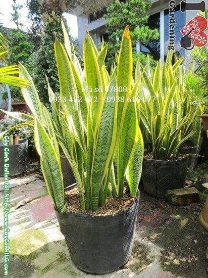 Cây Lưỡi Hổ – Ý Nghĩa, Cách Chăm Sóc & Mua Bán Sỉ Lẻ Giá Tốt Tại TP.HCM