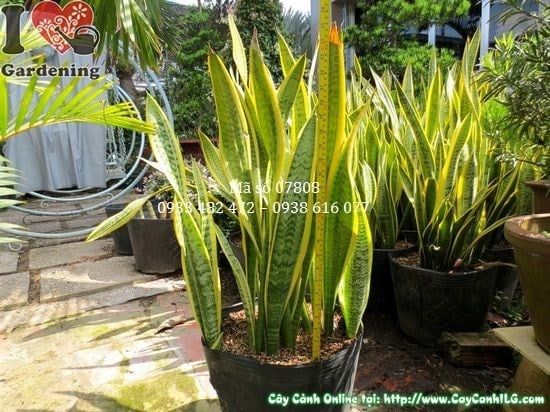 Cây Lưỡi Hổ – Ý Nghĩa, Cách Chăm Sóc & Mua Bán Sỉ Lẻ Giá Tốt Tại TP.HCM