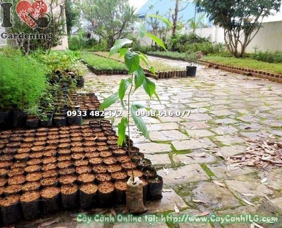 Cây Mai Anh Đào – Ý Nghĩa, Cách Chăm Sóc & Mua Bán Sỉ Lẻ Giá Tốt Tại TP.HCM