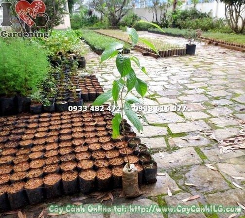 Cây Mai Anh Đào – Ý Nghĩa, Cách Chăm Sóc & Mua Bán Sỉ Lẻ Giá Tốt Tại TP.HCM