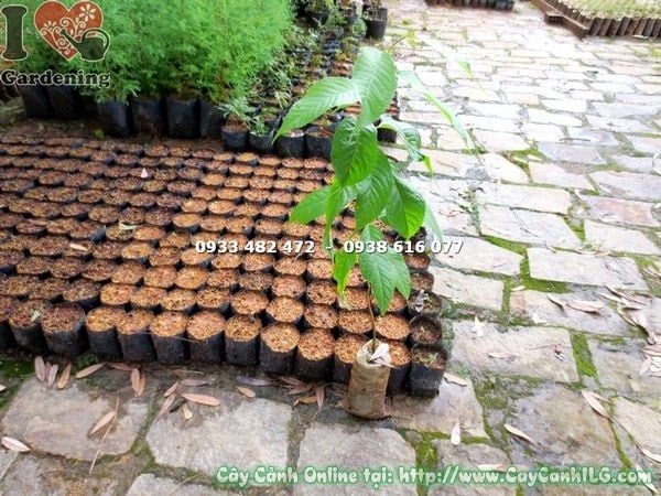 Cây Mai Anh Đào – Ý Nghĩa, Cách Chăm Sóc & Mua Bán Sỉ Lẻ Giá Tốt Tại TP.HCM