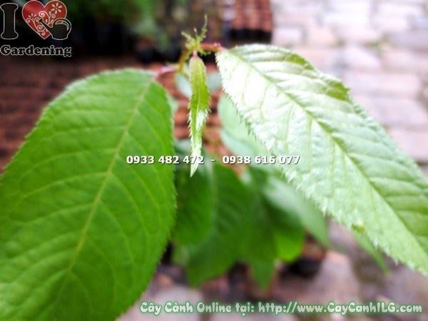 Cây Mai Anh Đào – Ý Nghĩa, Cách Chăm Sóc & Mua Bán Sỉ Lẻ Giá Tốt Tại TP.HCM