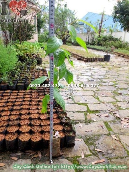 Cây Mai Anh Đào – Ý Nghĩa, Cách Chăm Sóc & Mua Bán Sỉ Lẻ Giá Tốt Tại TP.HCM