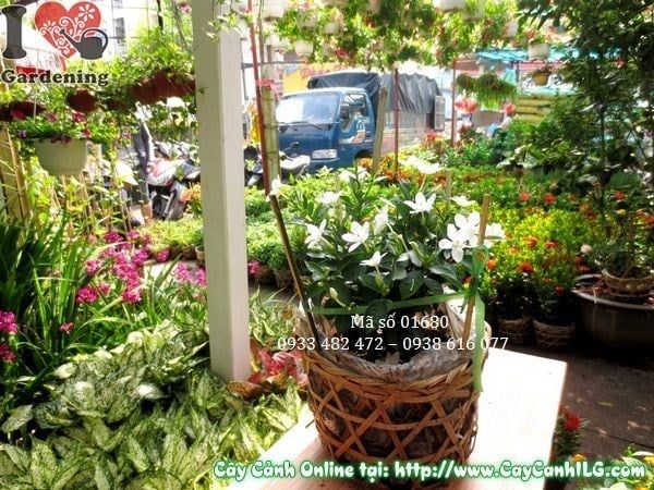 Cây Mai Chỉ Thiên – Ý Nghĩa, Cách Chăm Sóc & Mua Bán Sỉ Lẻ Giá Tốt Tại TP.HCM
