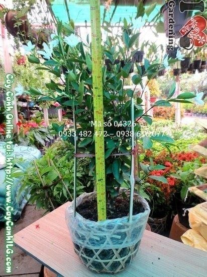 Cây Mai Chỉ Thiên – Ý Nghĩa, Cách Chăm Sóc & Mua Bán Sỉ Lẻ Giá Tốt Tại TP.HCM