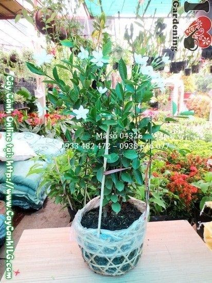 Cây Mai Chỉ Thiên – Ý Nghĩa, Cách Chăm Sóc & Mua Bán Sỉ Lẻ Giá Tốt Tại TP.HCM