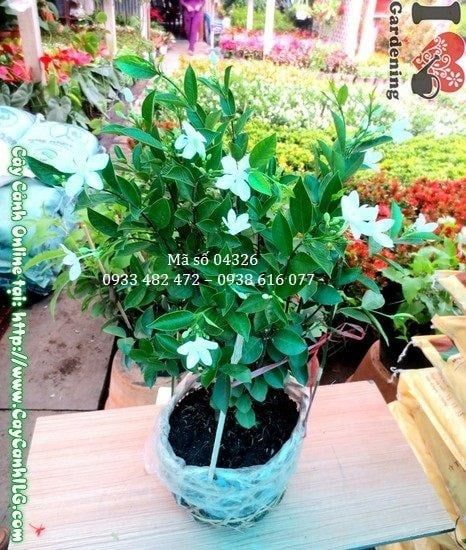 Cây Mai Chỉ Thiên – Ý Nghĩa, Cách Chăm Sóc & Mua Bán Sỉ Lẻ Giá Tốt Tại TP.HCM