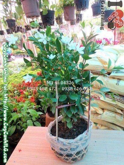 Cây Mai Chỉ Thiên – Ý Nghĩa, Cách Chăm Sóc & Mua Bán Sỉ Lẻ Giá Tốt Tại TP.HCM